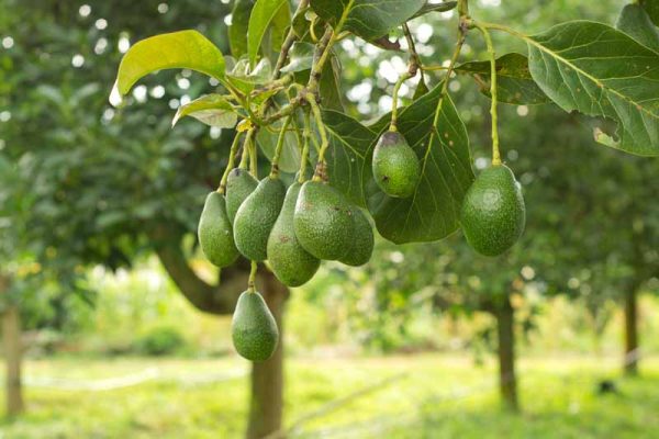 How-to-Grow-Avocado-Trees-at-Home